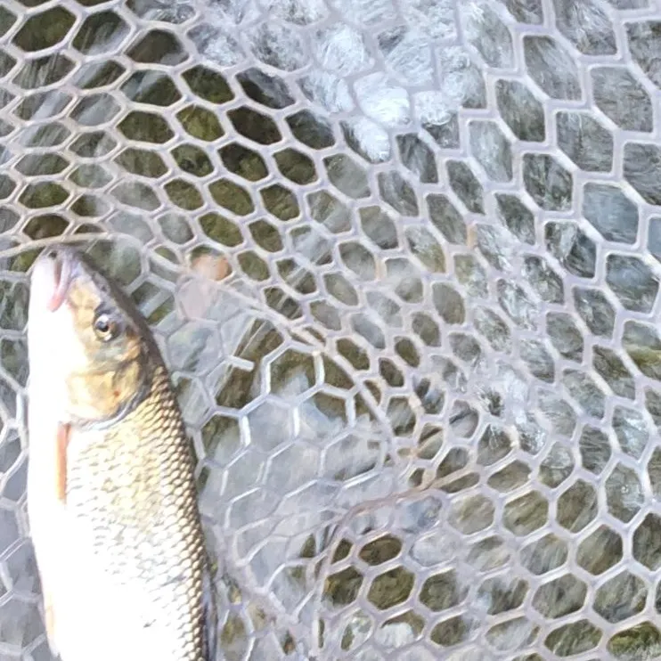 Fallfish caught on Fishbrain