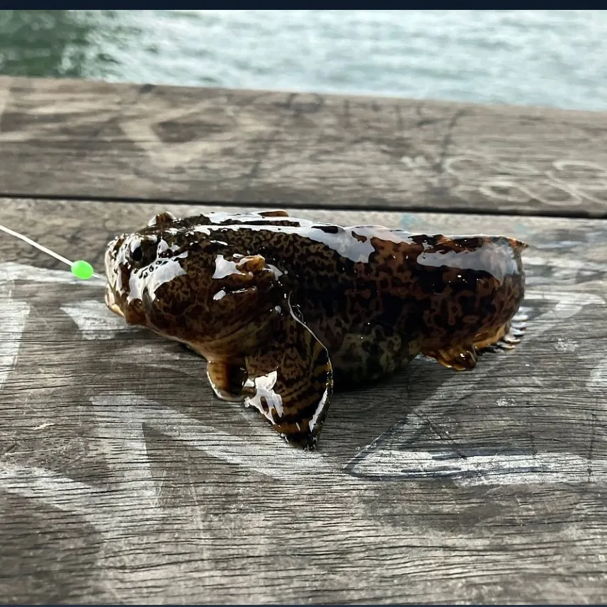 The most recent Oyster toadfish catches on Fishbrain