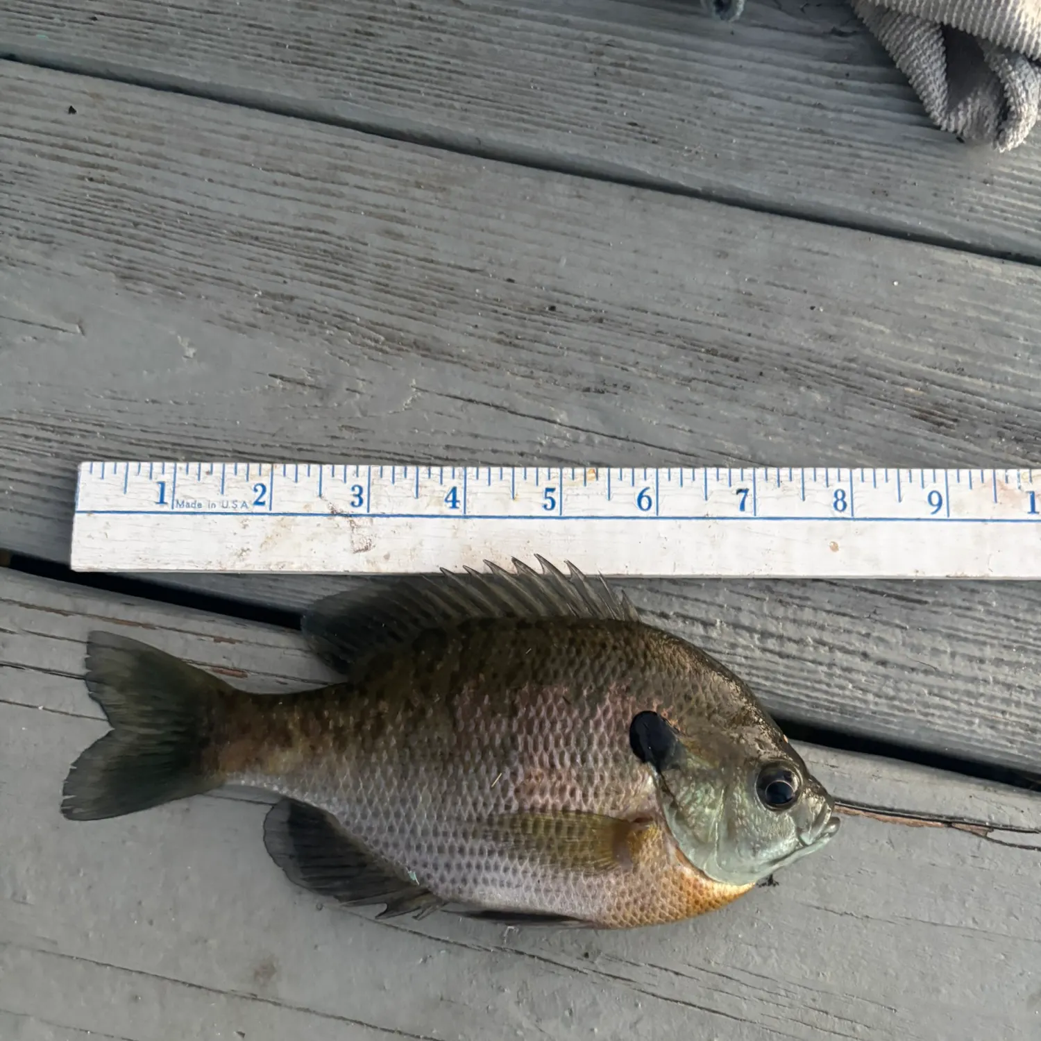 Bluegill caught on Fishbrain