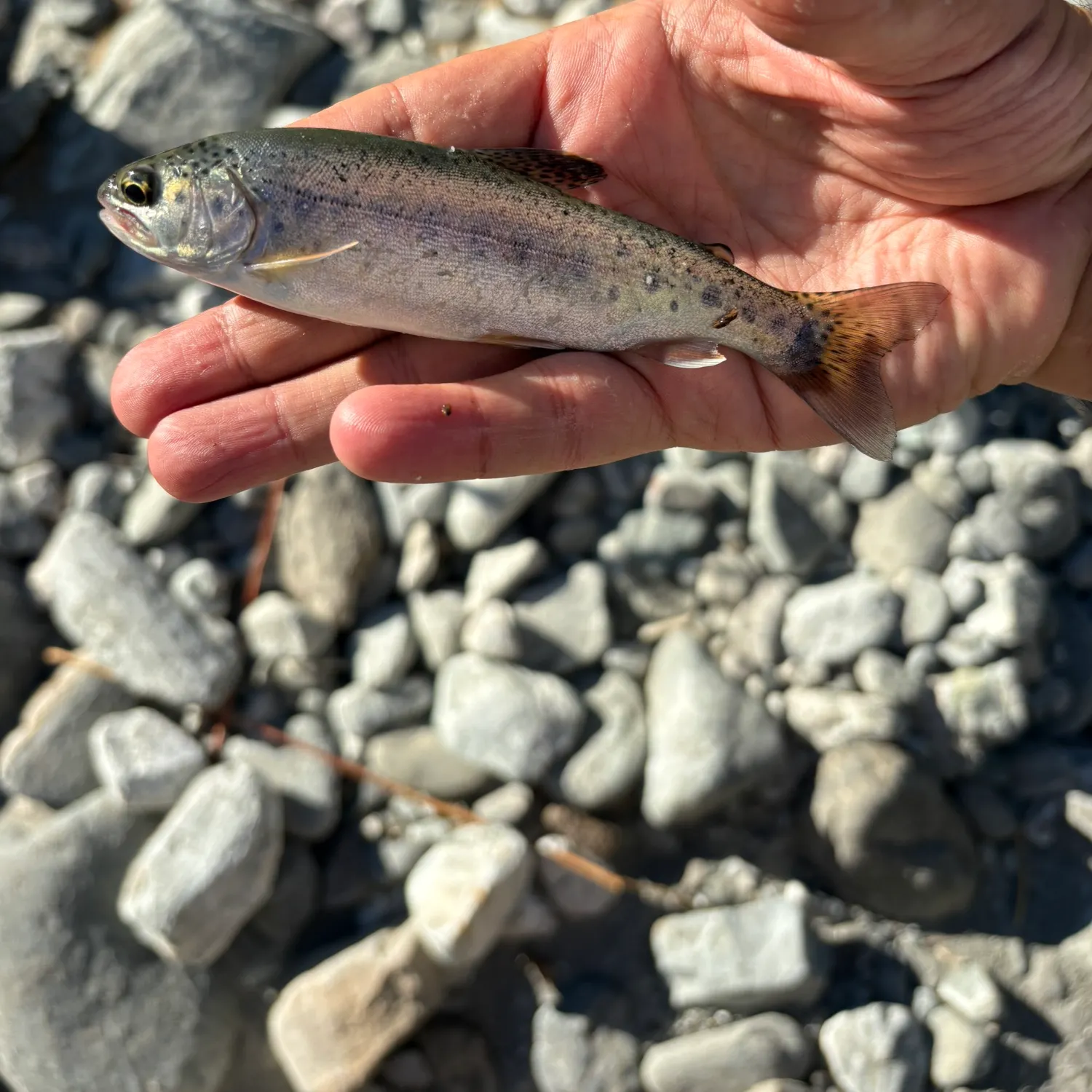 Rainbow trout caught on Fishbrain