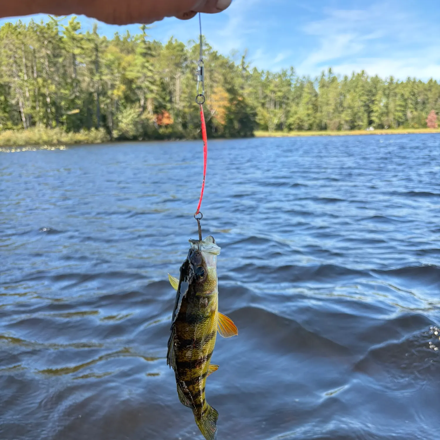 Yellow perch caught on Fishbrain