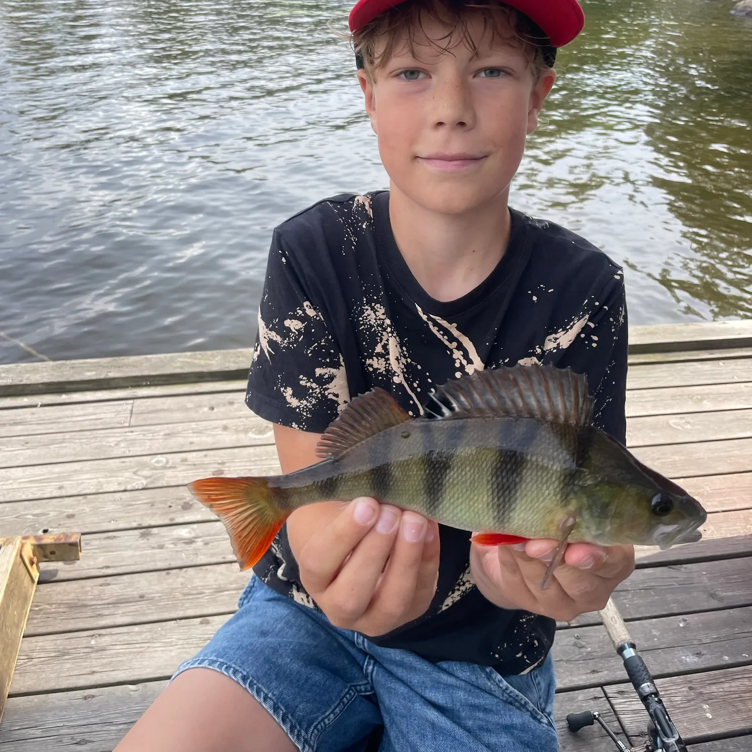 European perch caught on Fishbrain