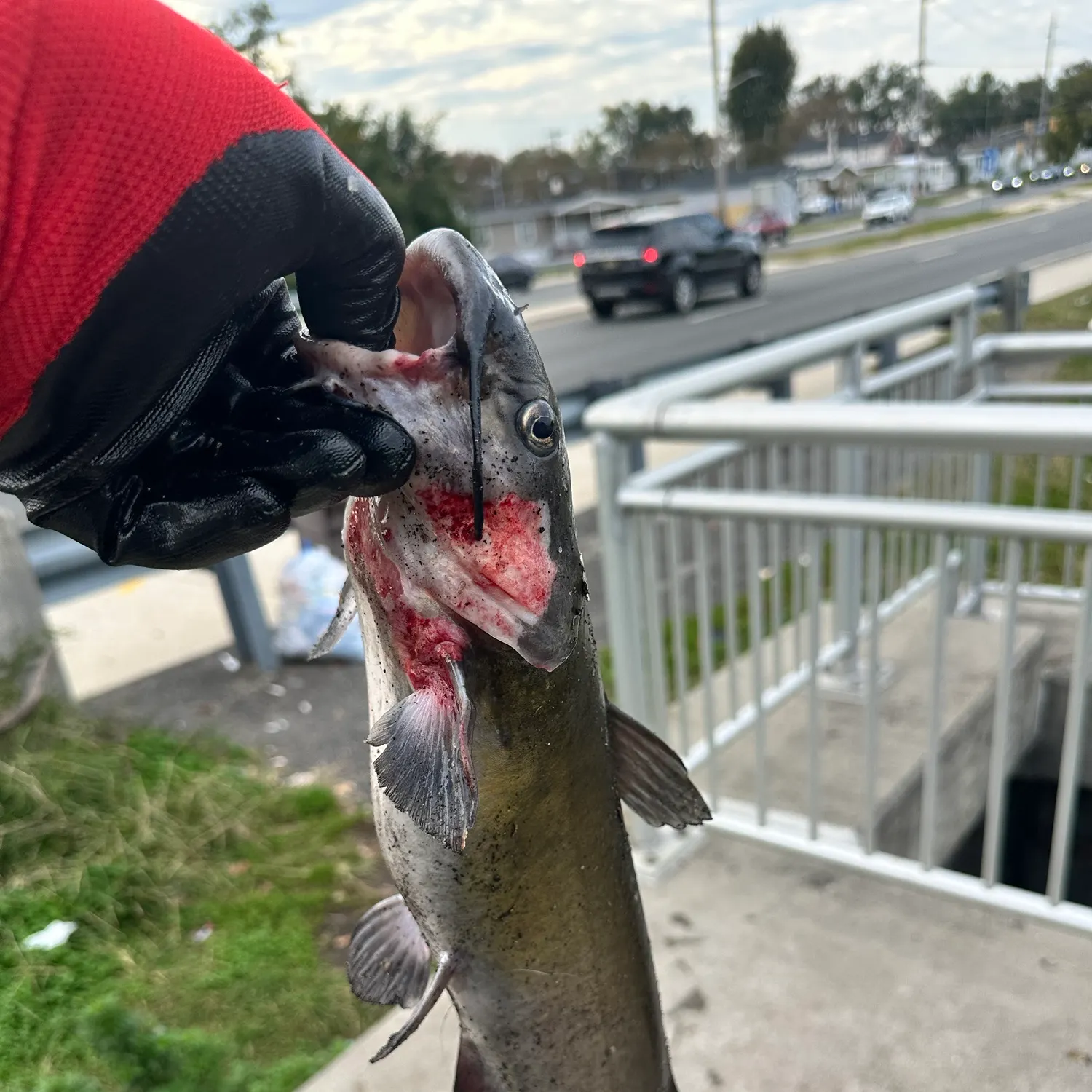Channel catfish caught on Fishbrain