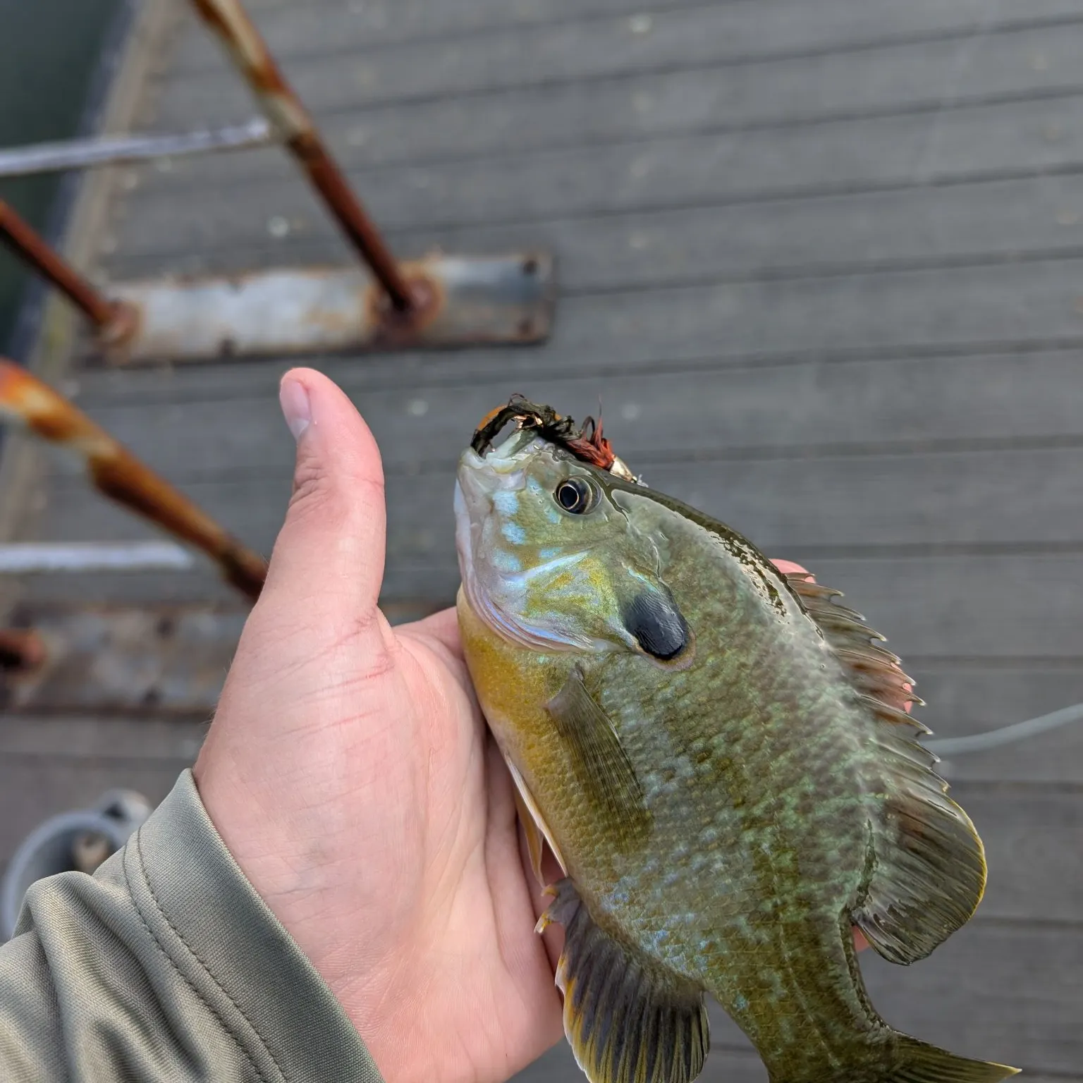 Greengill hybrid caught on Fishbrain