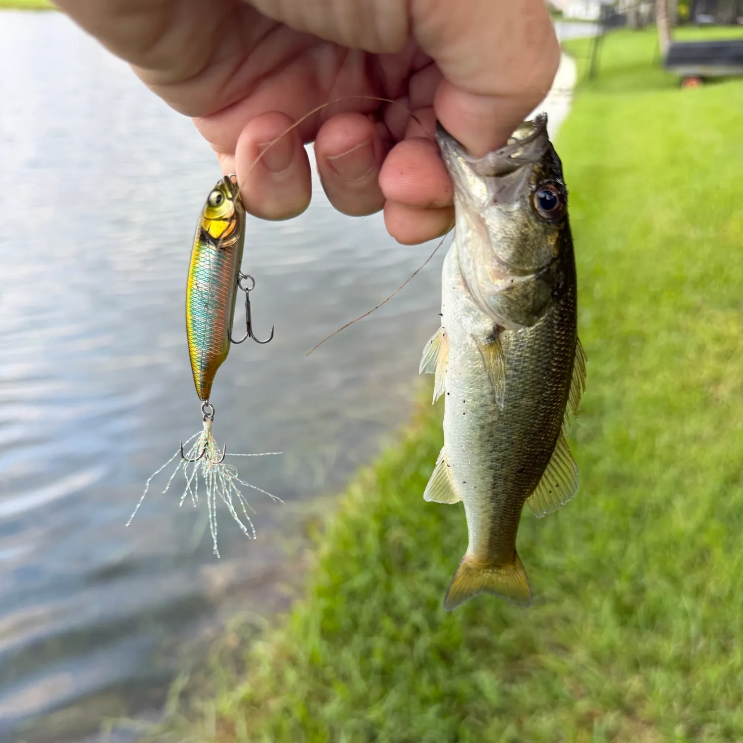 Florida bass caught on Fishbrain