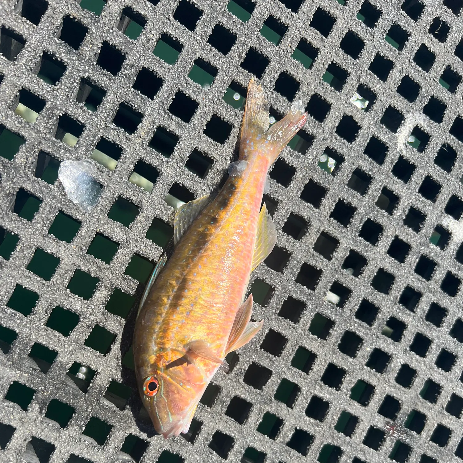 The most recent Red mullet catches on Fishbrain