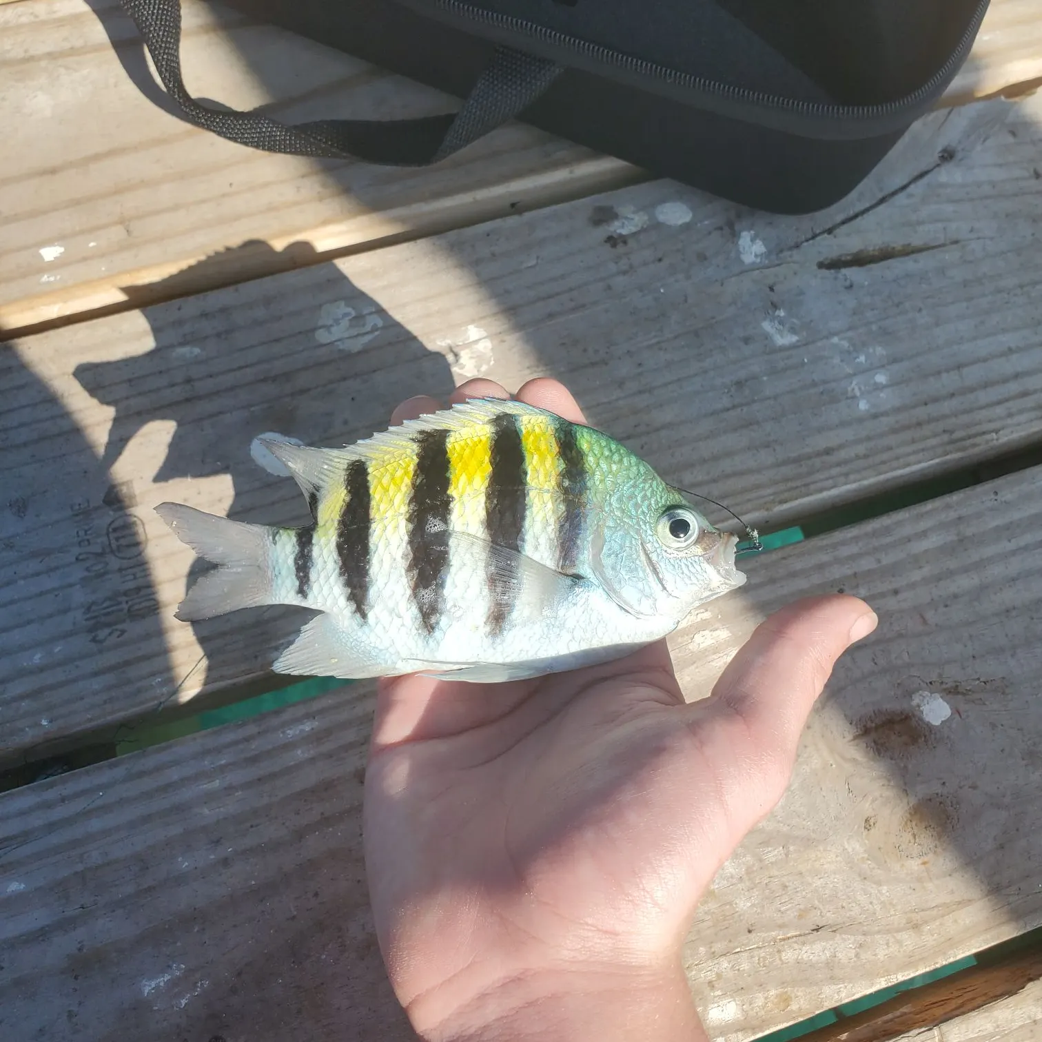 The most recent Sergeant-major catches on Fishbrain