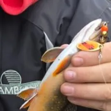 Brook trout caught on Fishbrain