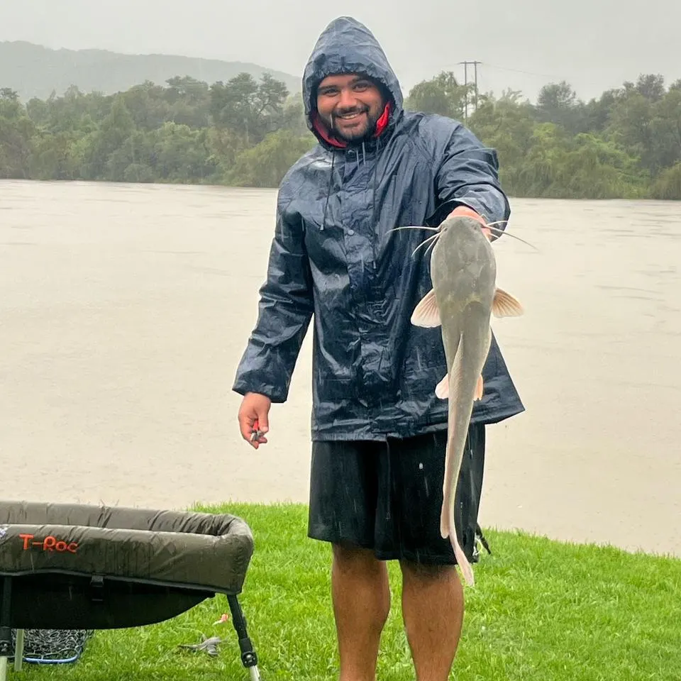 The most recent North African catfish catches on Fishbrain