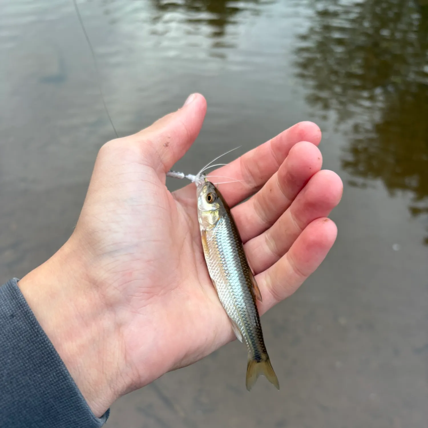 Fallfish caught on Fishbrain