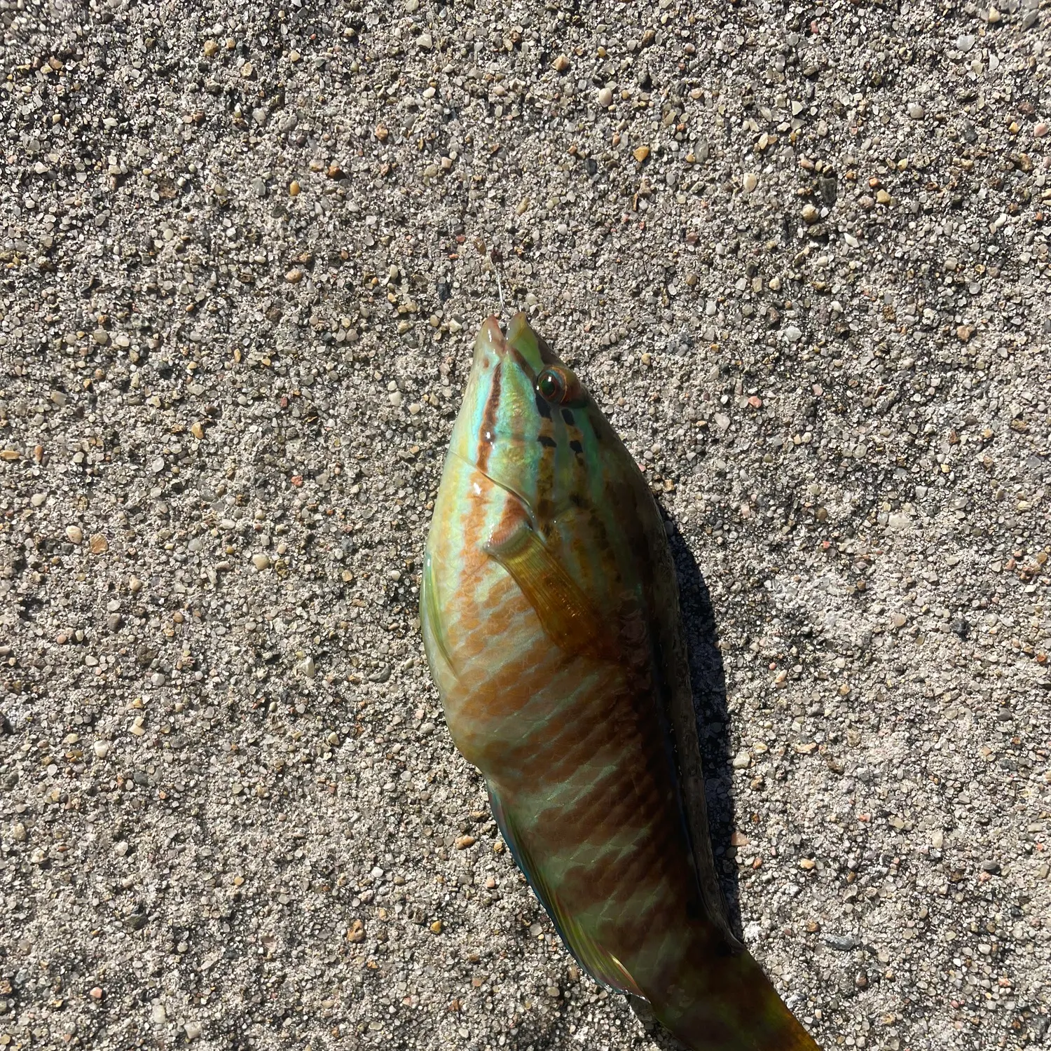 The most recent Gunther's wrasse catches on Fishbrain