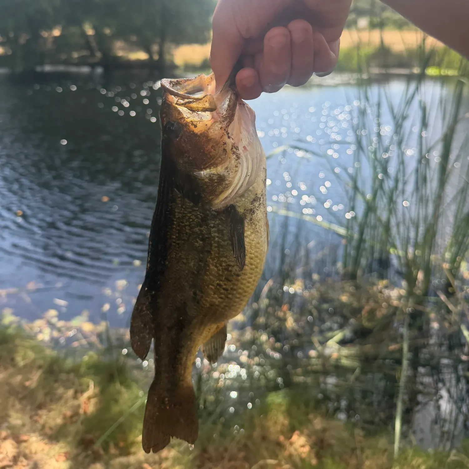 Fish caught on Fishbrain