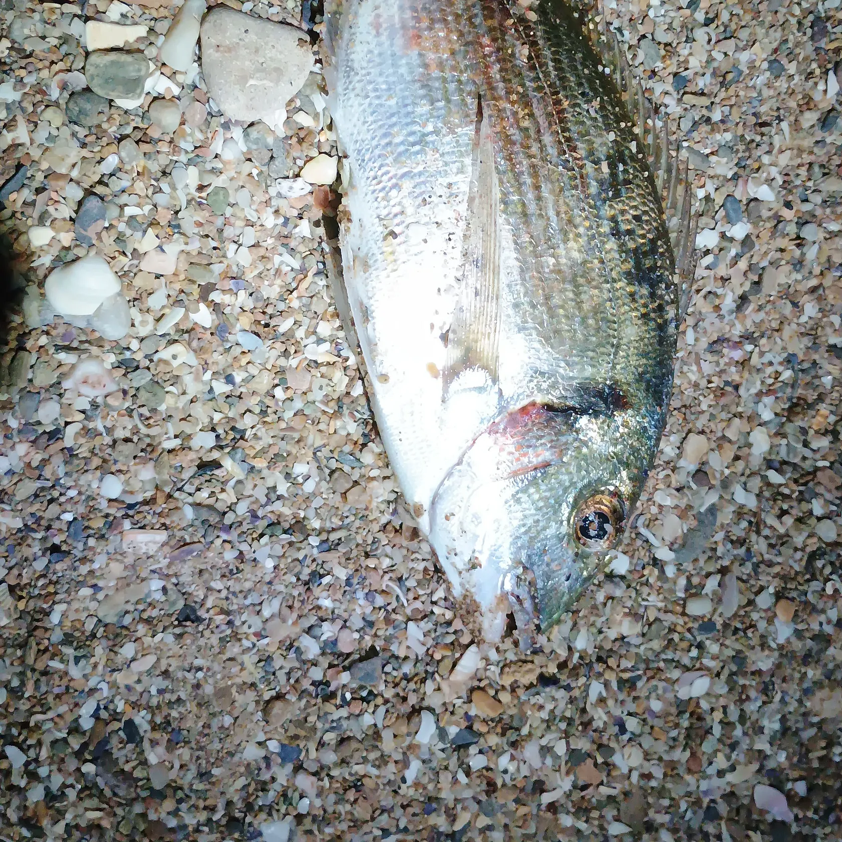 The most recent Gilthead seabream catches on Fishbrain