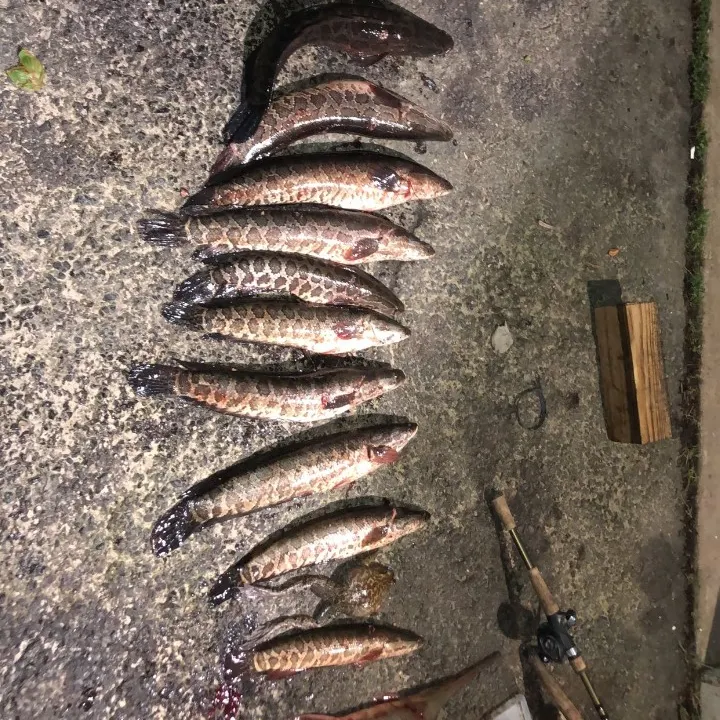 recently logged catches