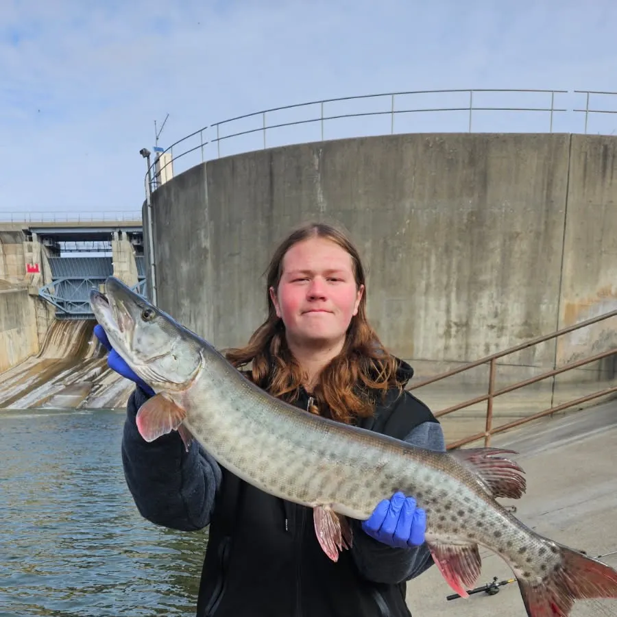 The most recent Muskellunge catches on Fishbrain