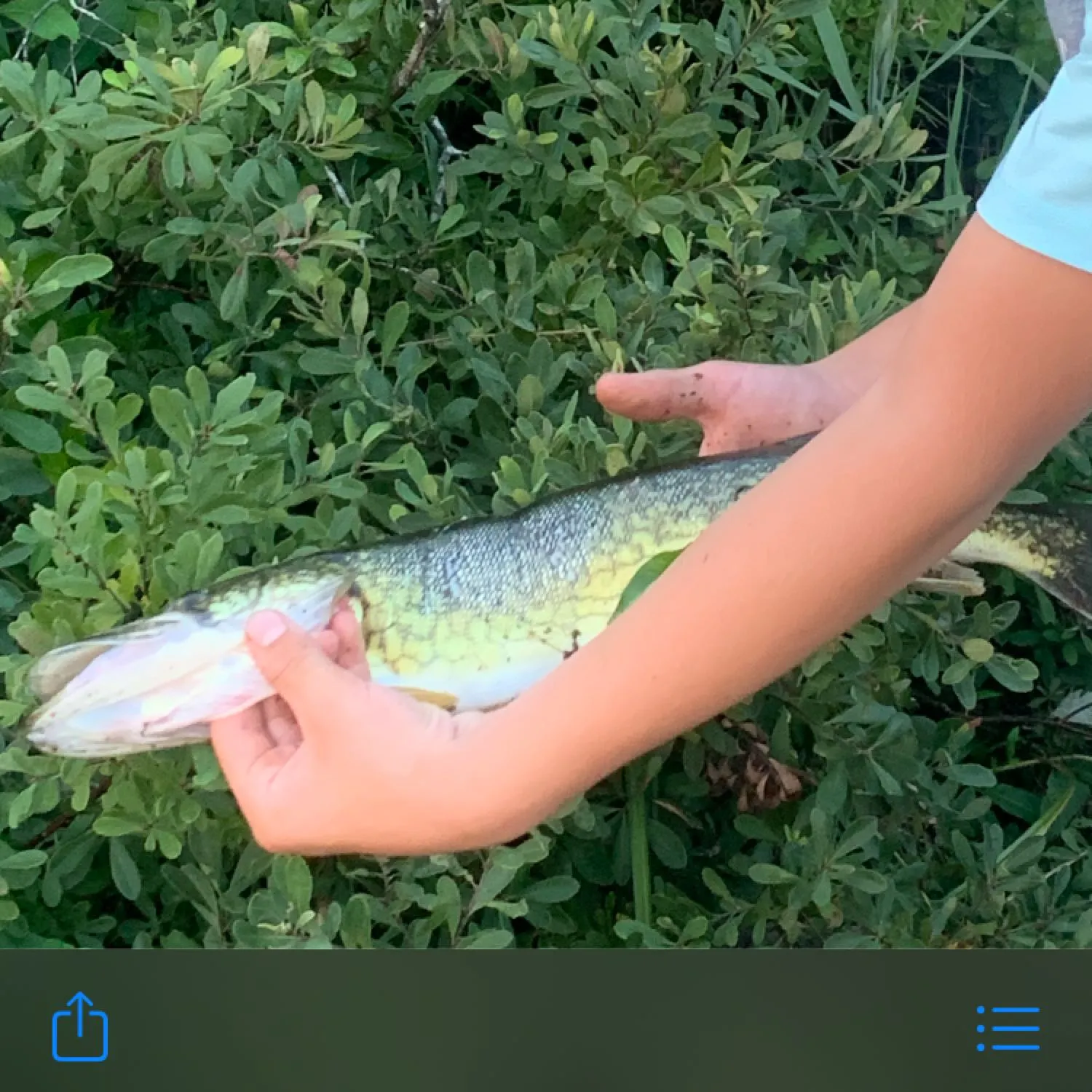 recently logged catches