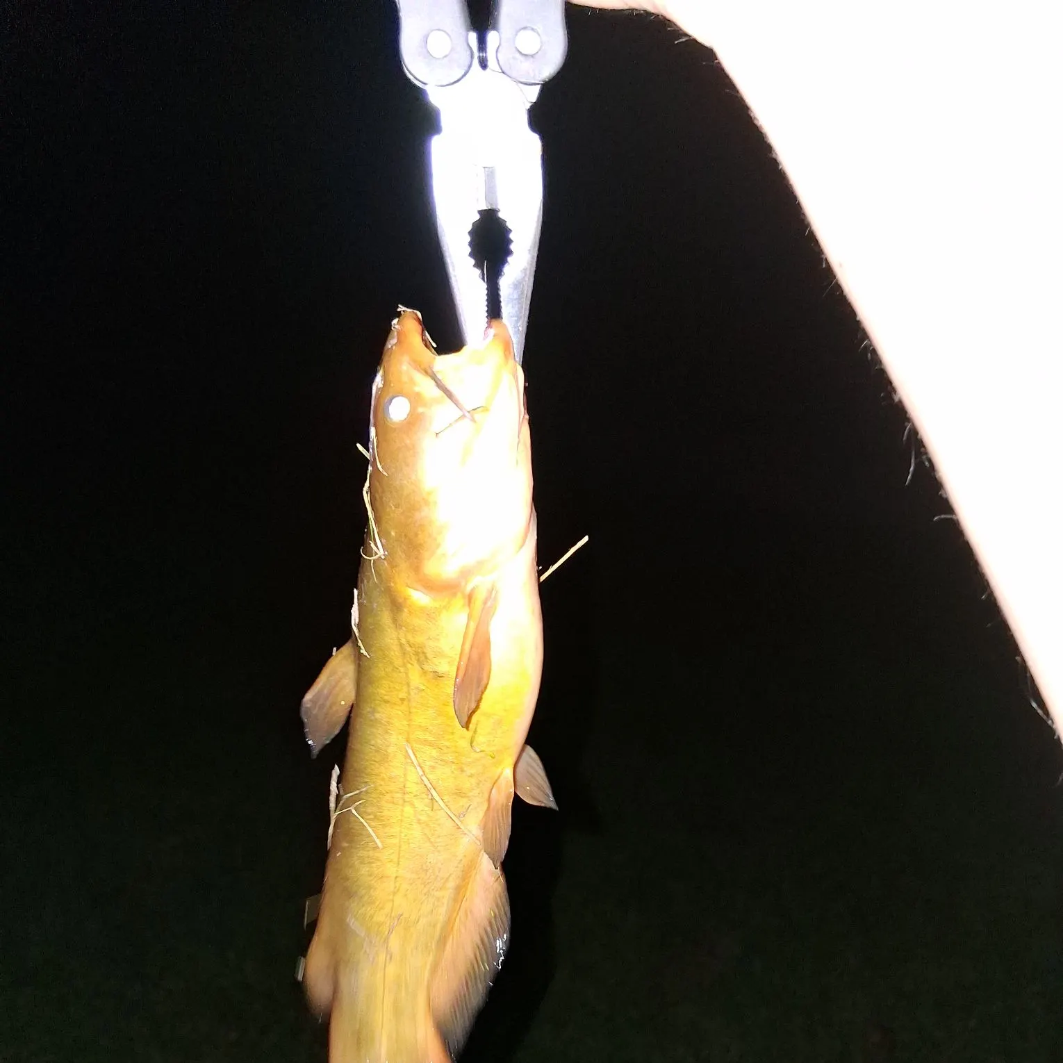 Yellow bullhead caught on Fishbrain