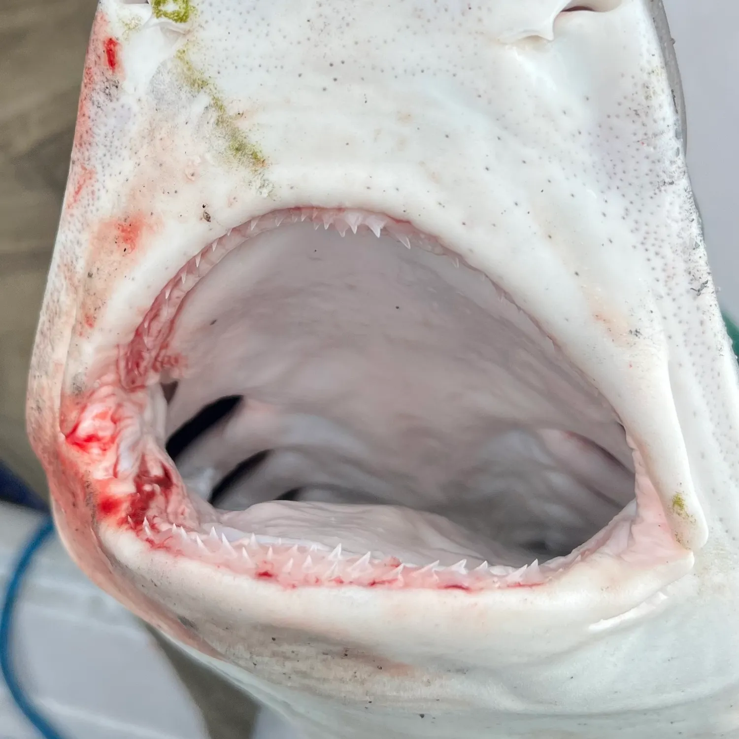 The most recent Tope shark catches on Fishbrain