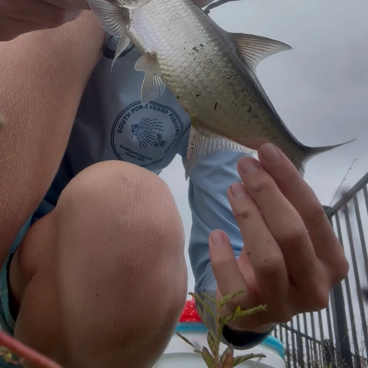 Tarpon caught on Fishbrain