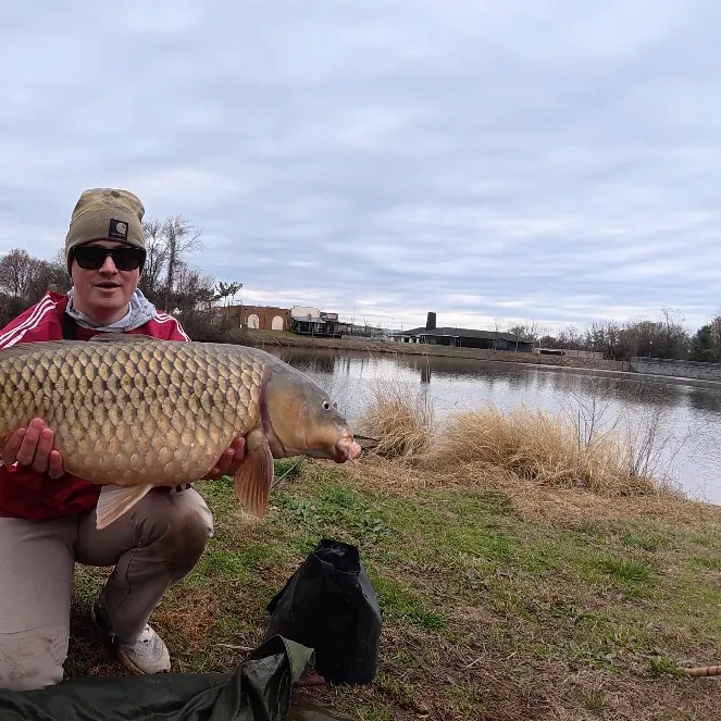 The most recent Koi x common carp catches on Fishbrain