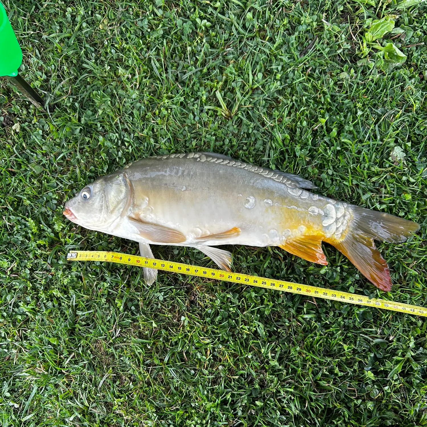 Common carp caught on Fishbrain