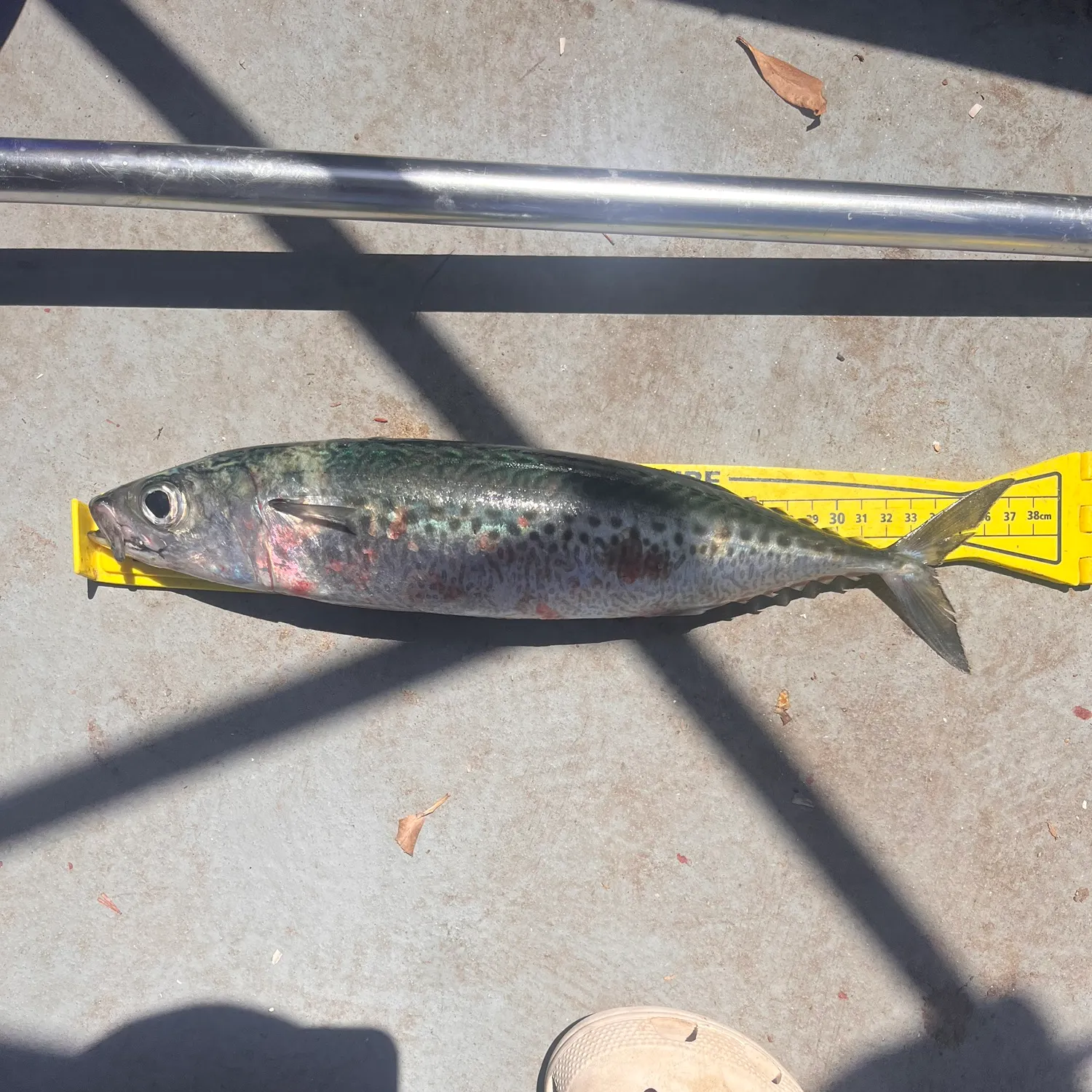 The most recent Blue mackerel catches on Fishbrain