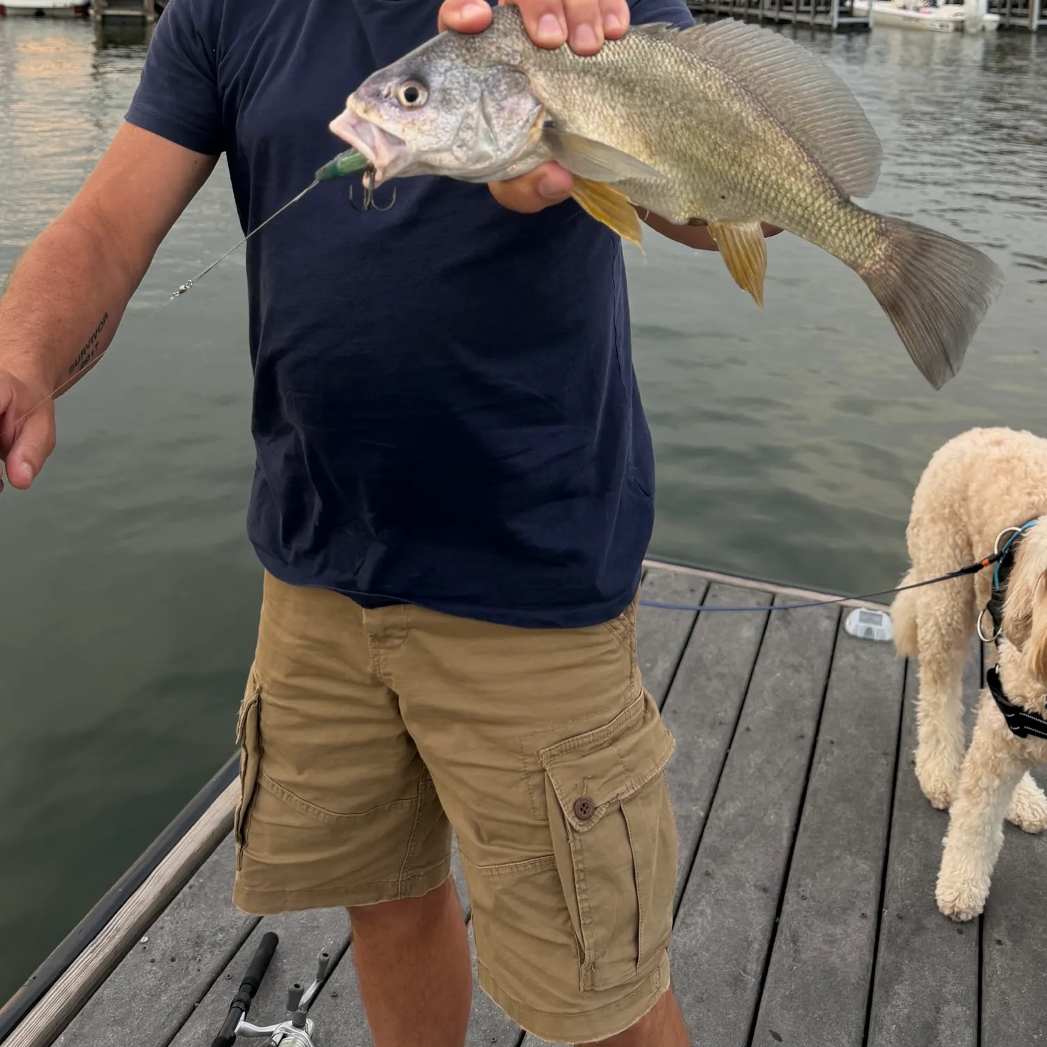 Freshwater drum caught on Fishbrain
