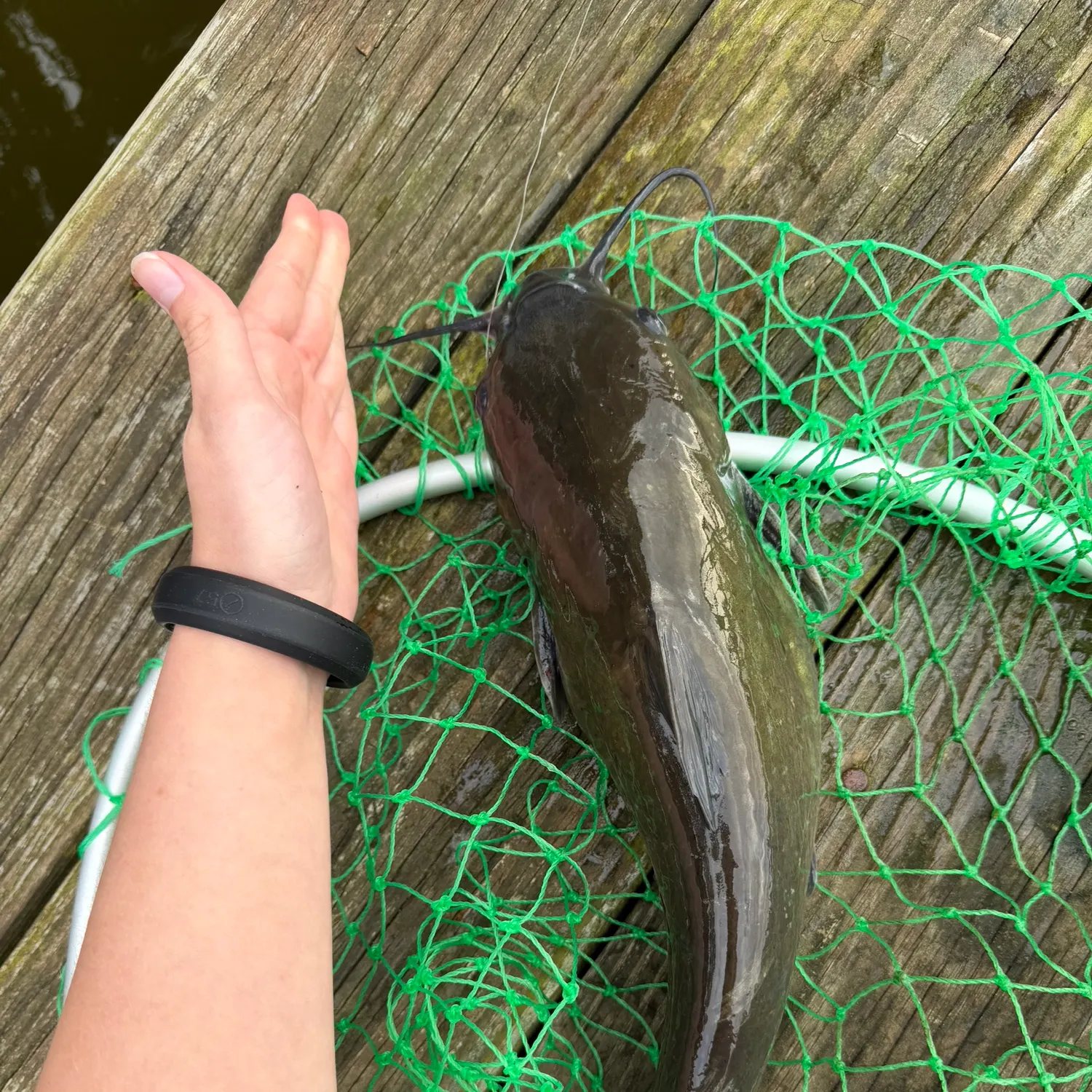 Channel catfish caught on Fishbrain