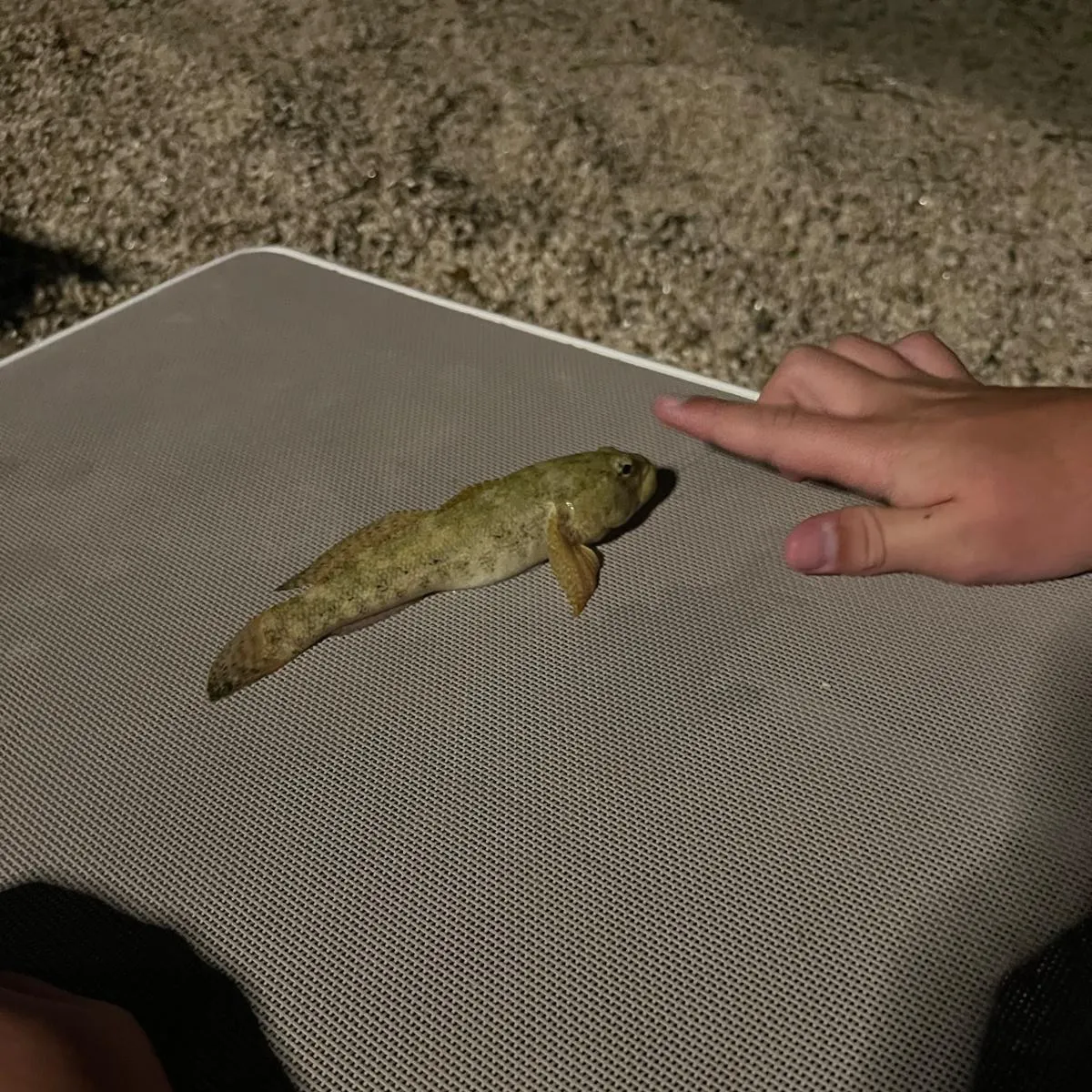 The most recent Giant goby catches on Fishbrain