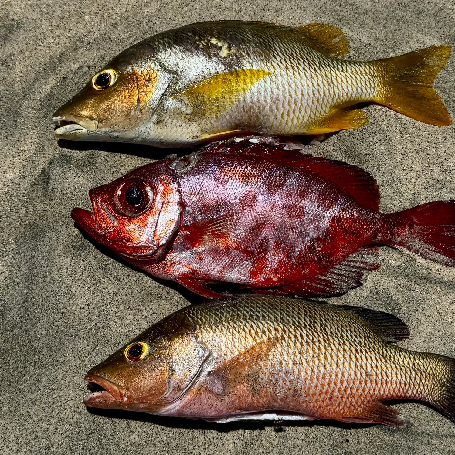 recently logged catches