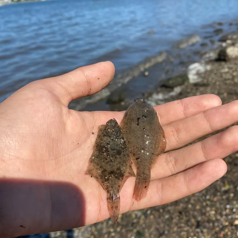 Winter flounder caught on Fishbrain