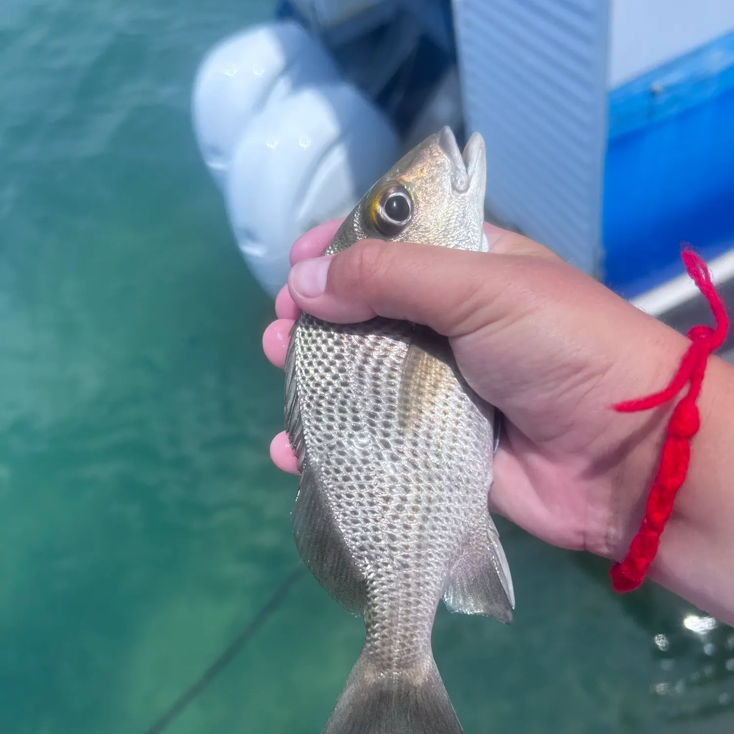 The most recent Sailor's choice grunt catches on Fishbrain