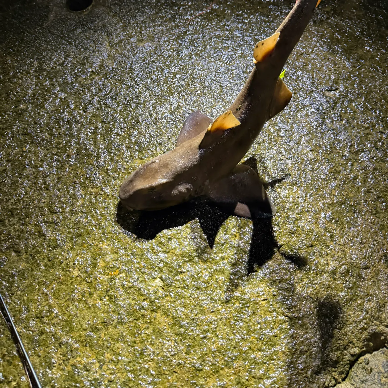 The most recent Horn shark catches on Fishbrain