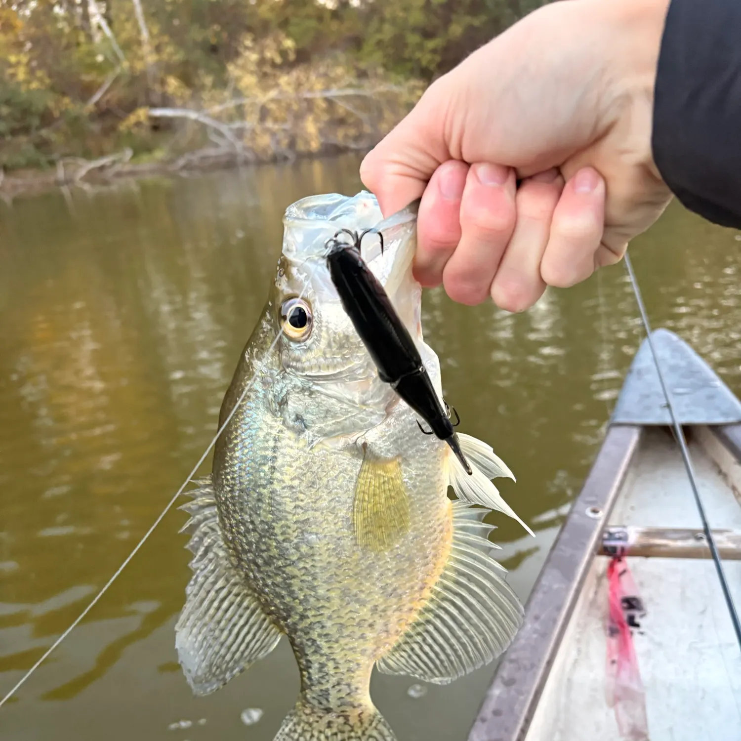 Black crappie caught on Fishbrain