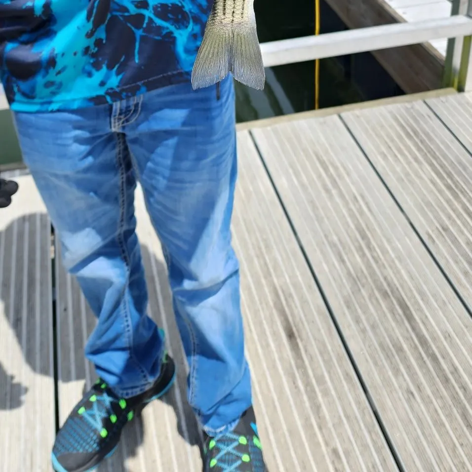 The most recent Yellow bass catches on Fishbrain