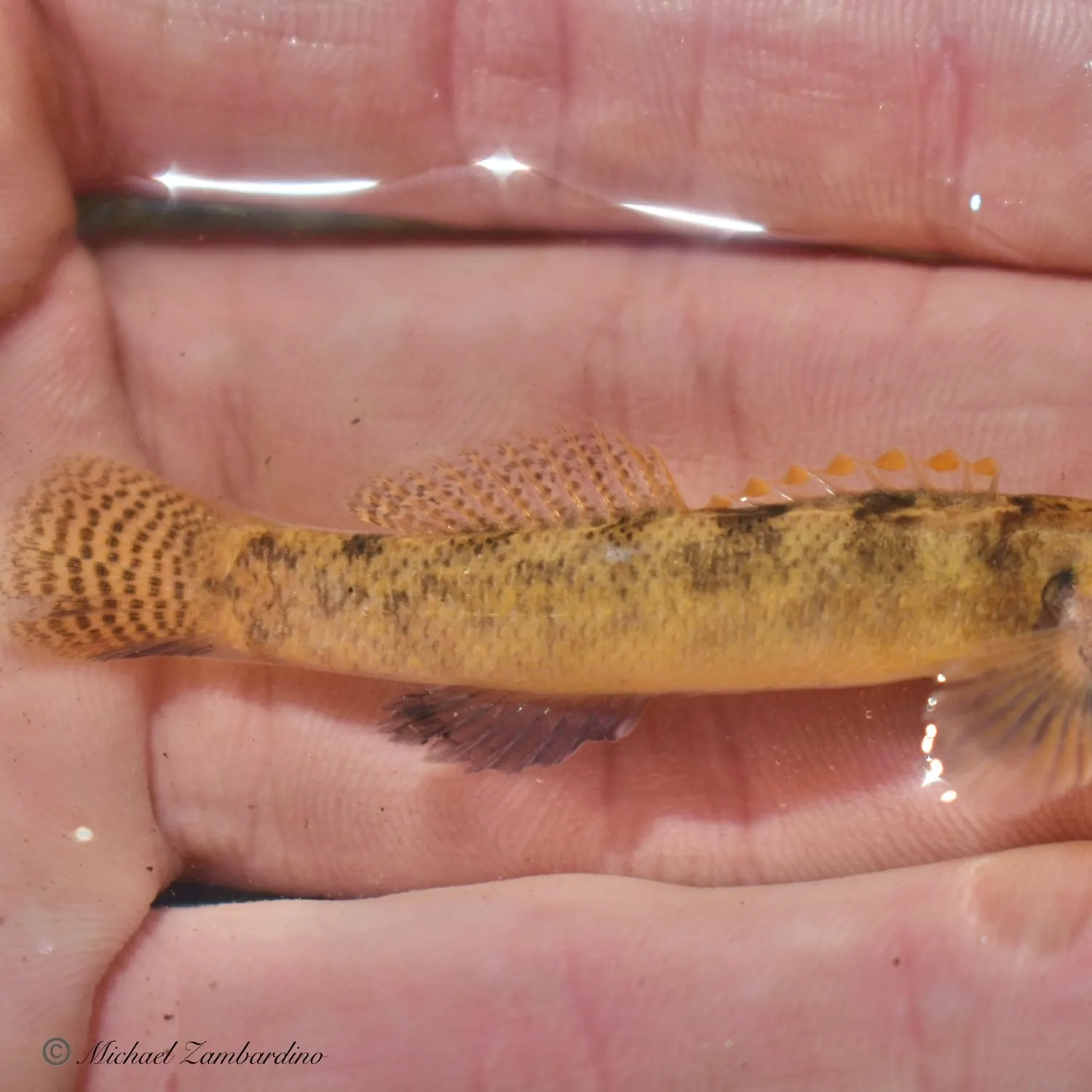 The most recent Carolina fantail darter catches on Fishbrain