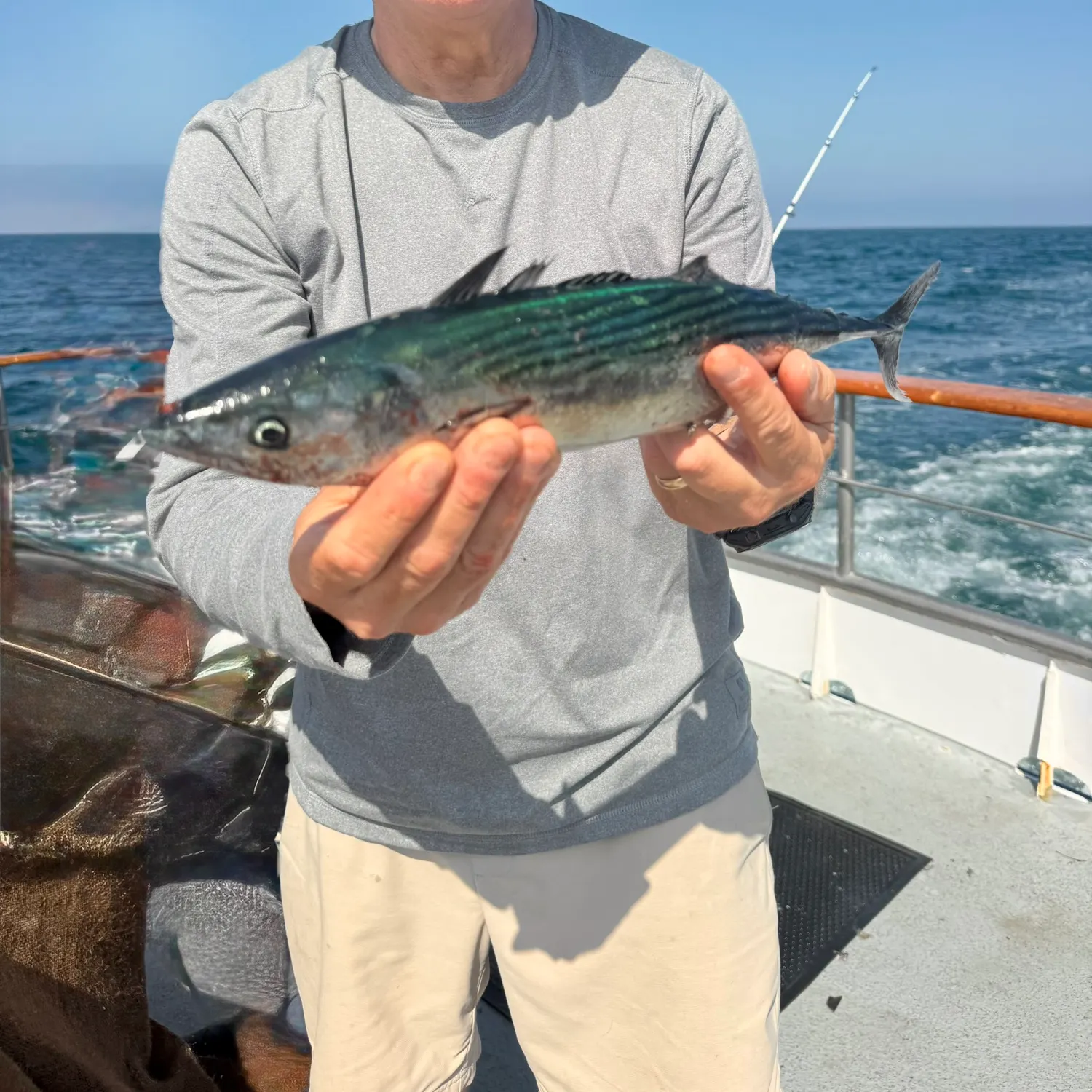 The most recent Pacific bonito catches on Fishbrain