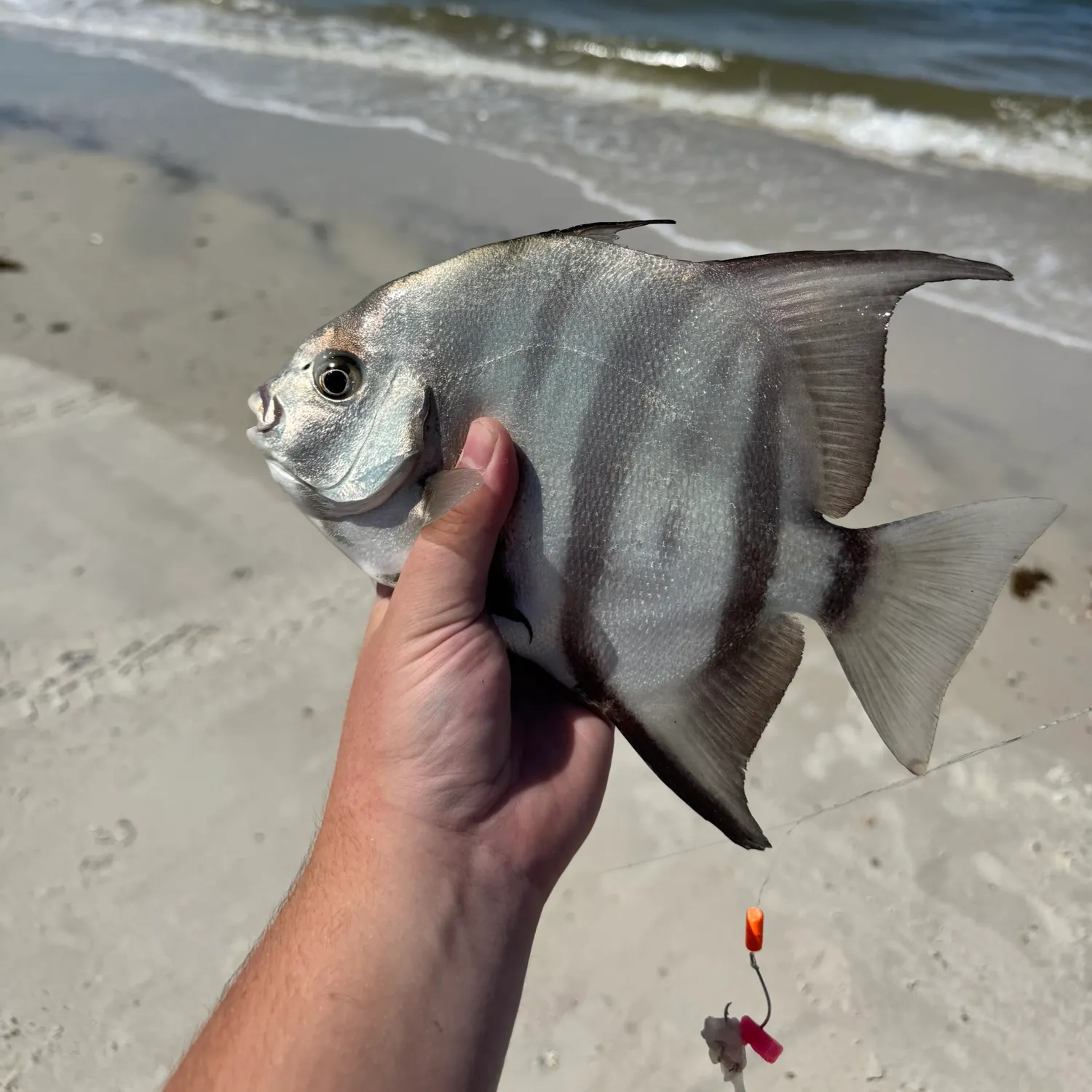 The most recent Atlantic spadefish catches on Fishbrain