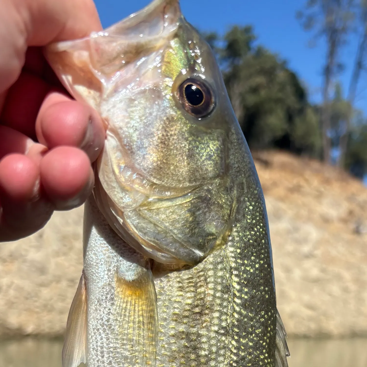 Spotted bass caught on Fishbrain