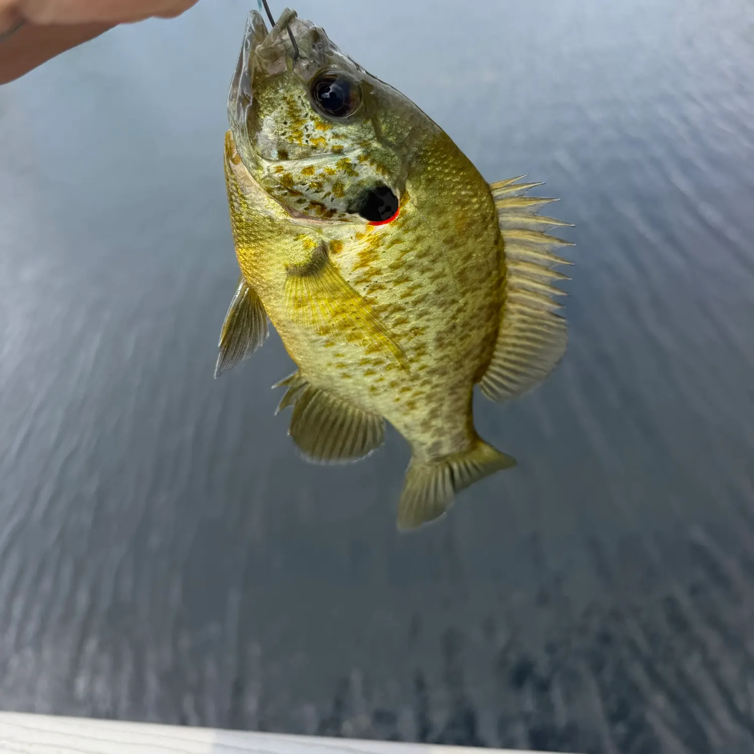 Redear sunfish caught on Fishbrain