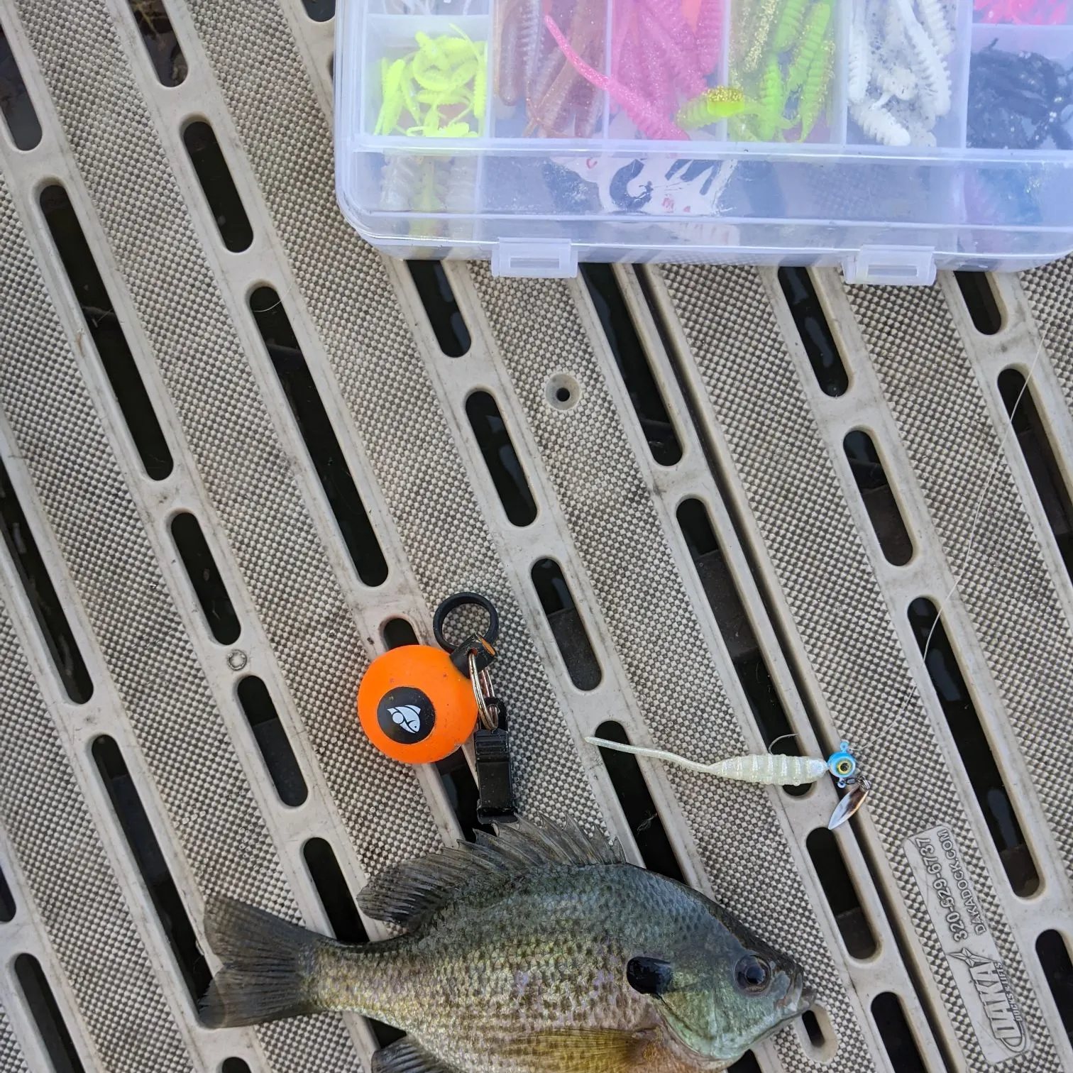 Bluegill caught on Fishbrain