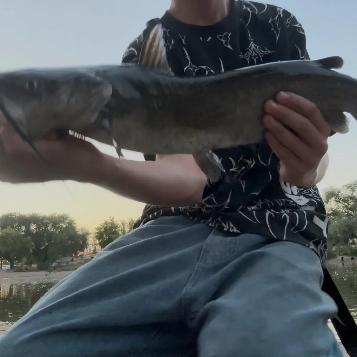 Channel catfish caught on Fishbrain