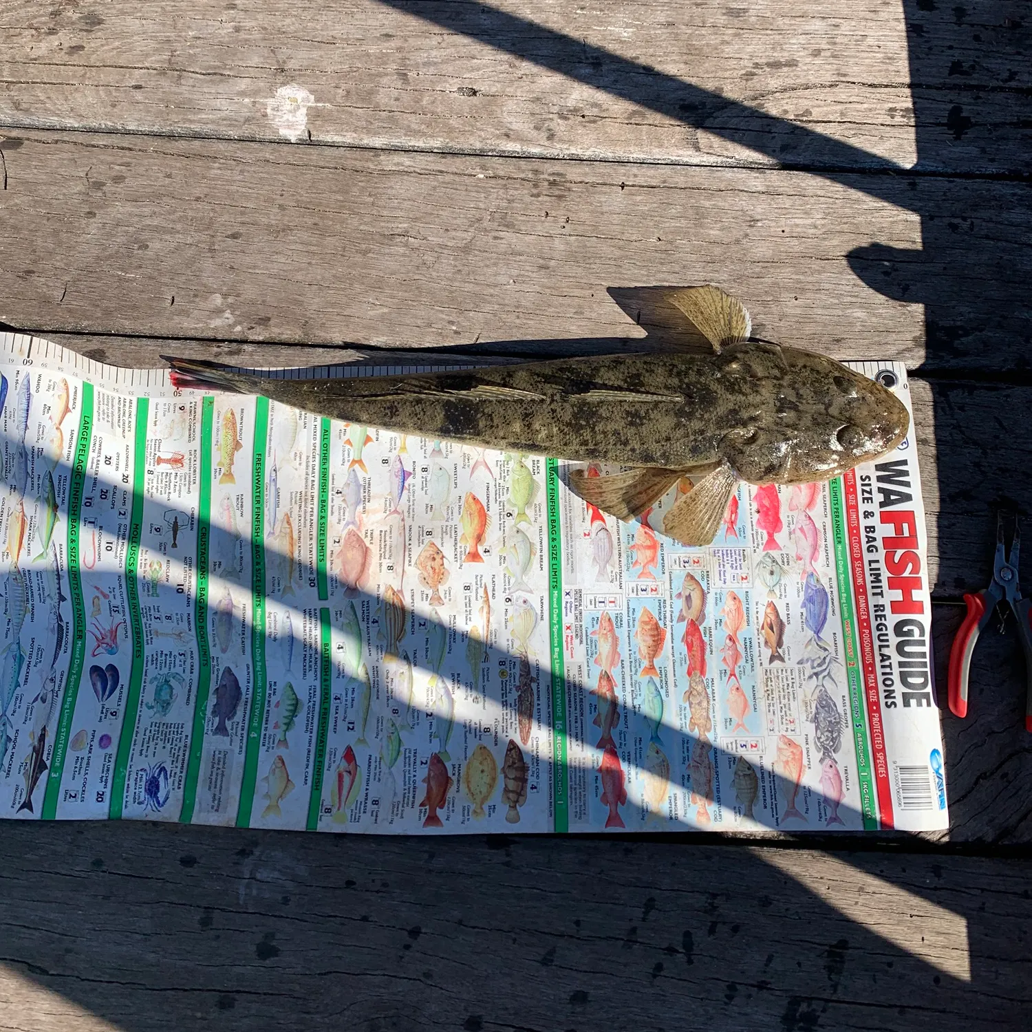 The most recent Bartail flathead catches on Fishbrain