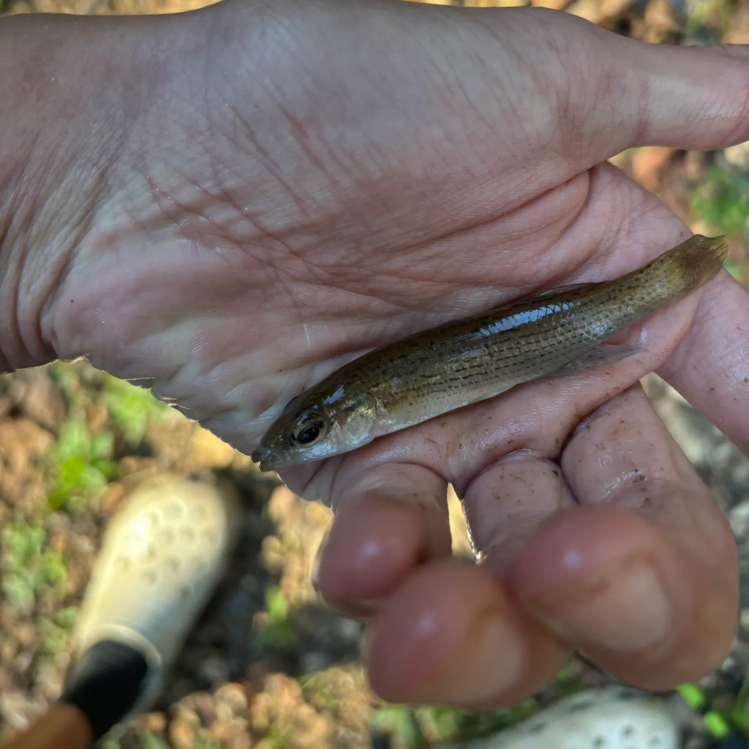 Southern studfish caught on Fishbrain