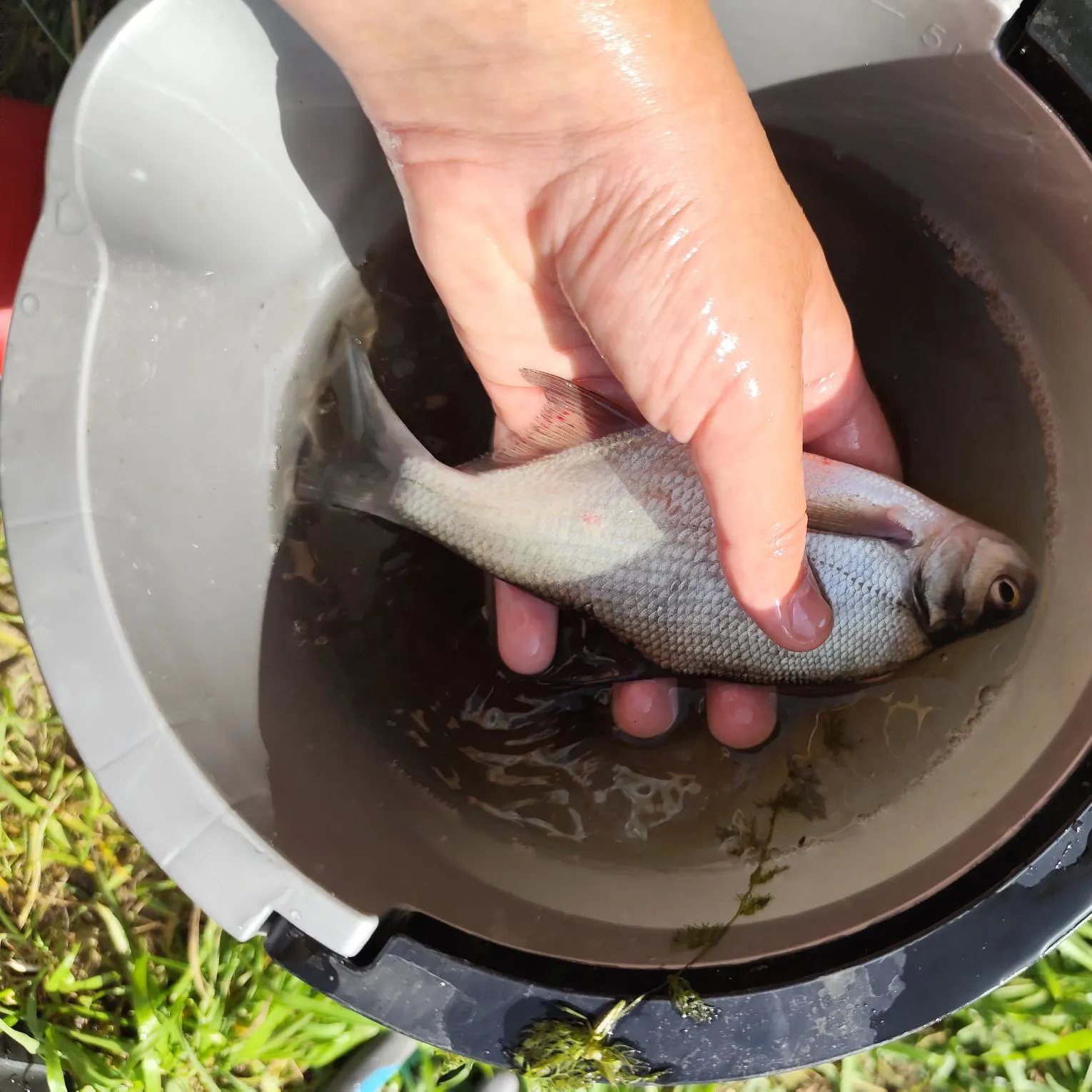 Common bream caught on Fishbrain