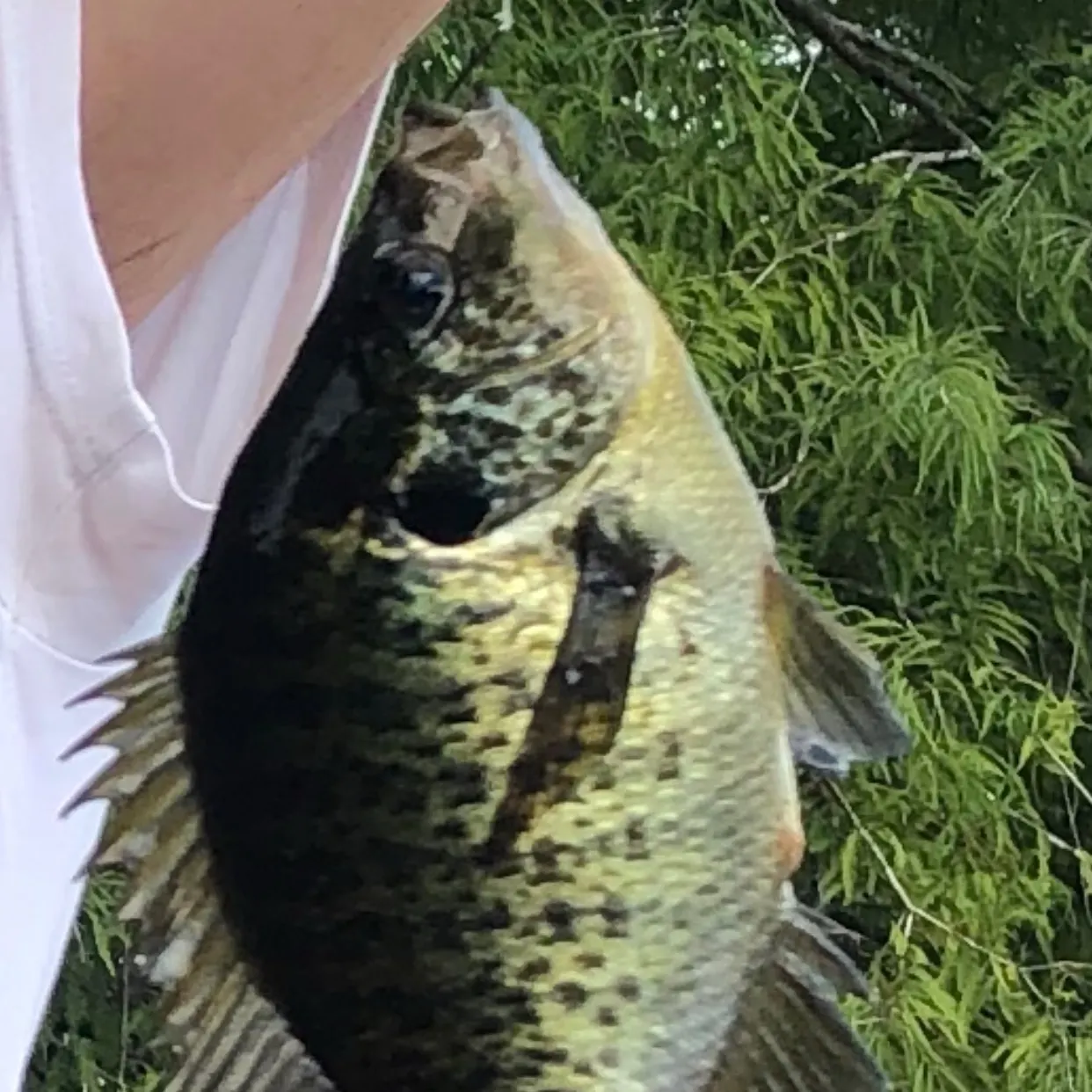 Redear sunfish caught on Fishbrain