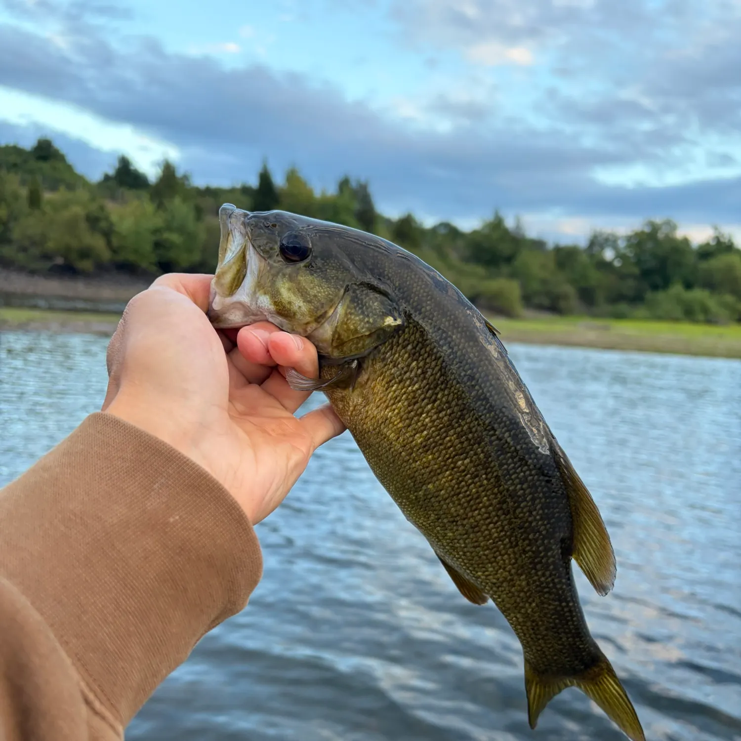 Smallmouth bass caught on Fishbrain