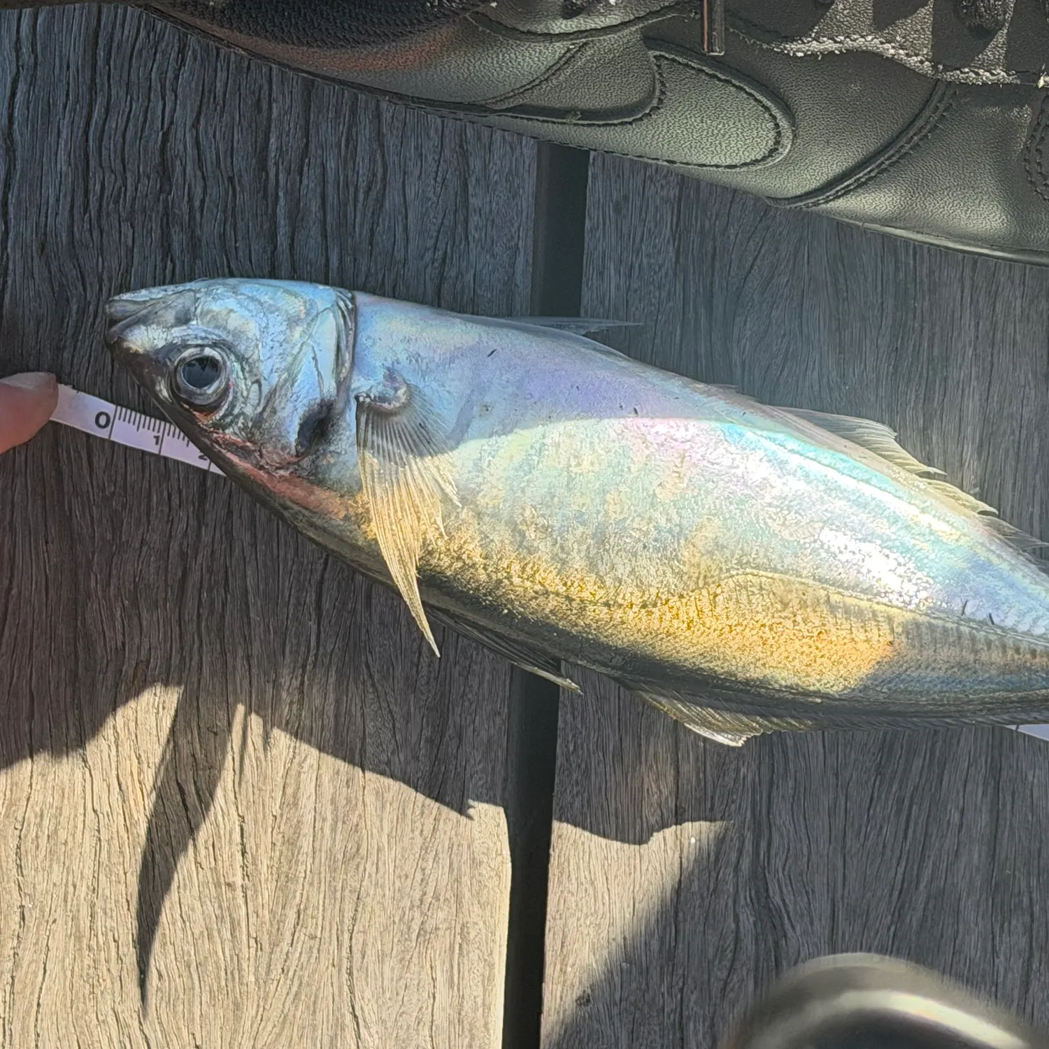 Yellowtail scad caught on Fishbrain