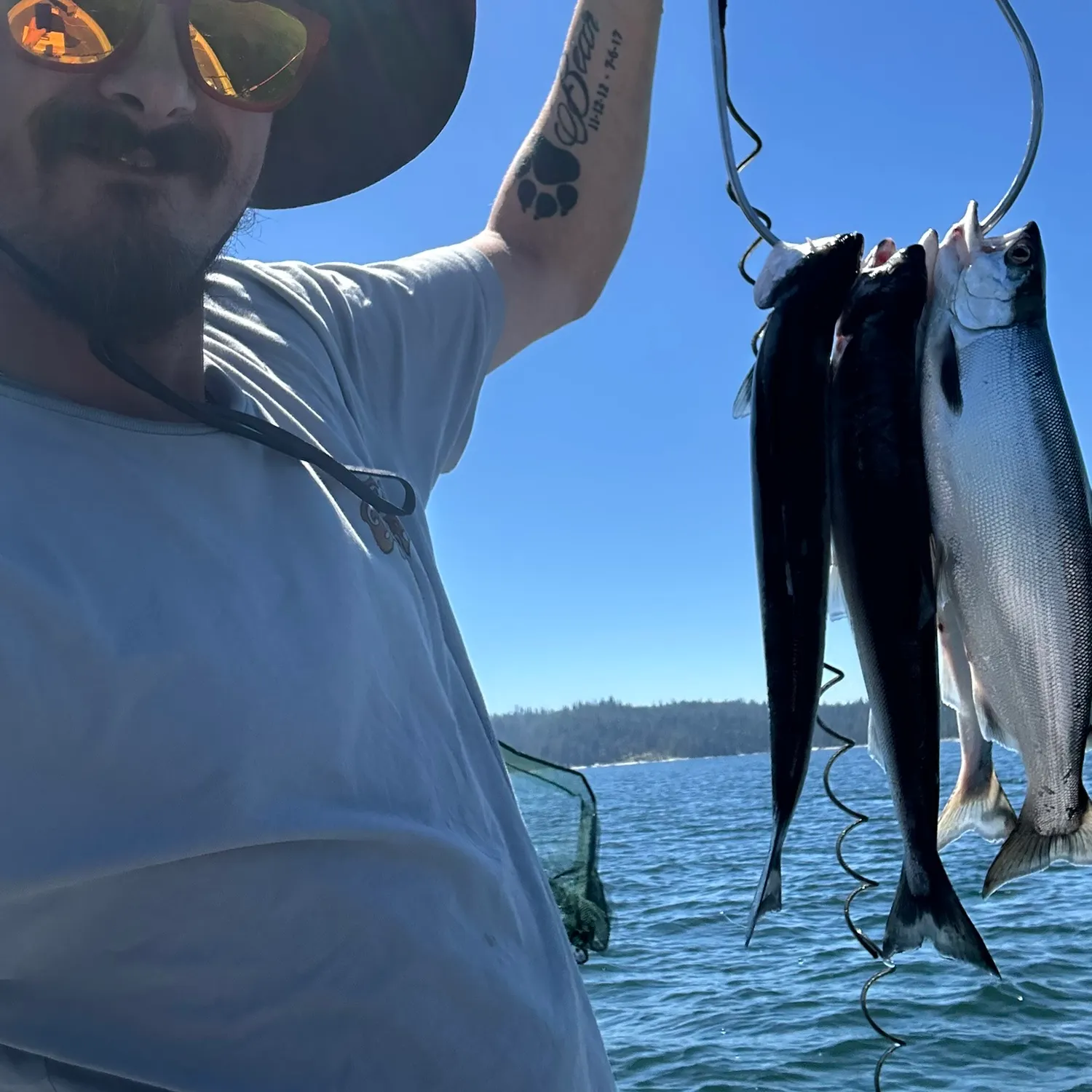 The most recent Kokanee salmon catches on Fishbrain