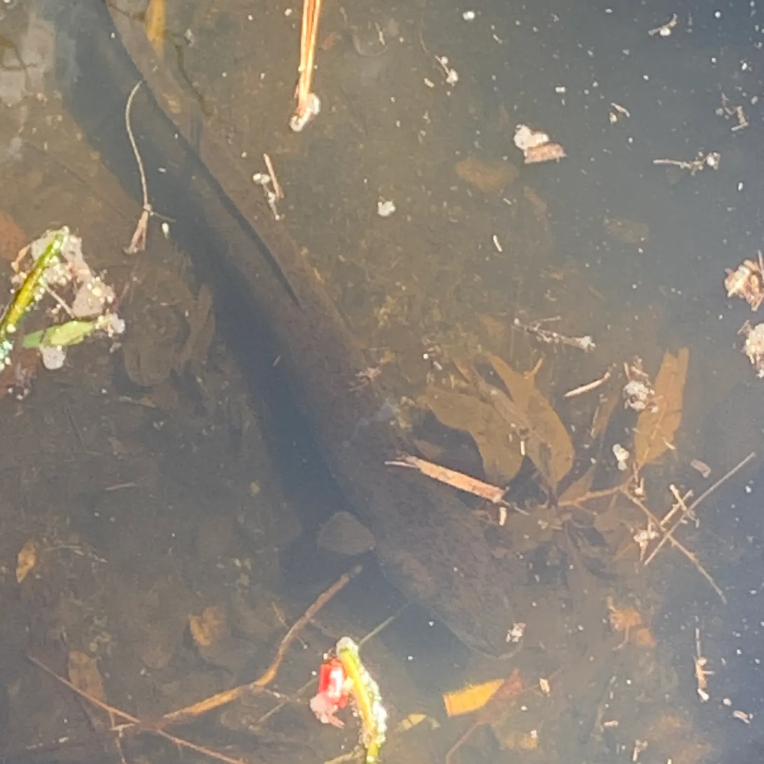 The most recent Shortfin eel catches on Fishbrain
